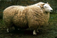 大自然的赏物-新西兰羊毛